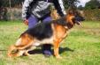 Wasco von Petworld
