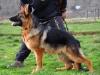 Unex von Petworld