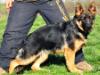 Jaqline von Petworld