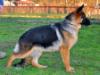 Bonta von Petworld