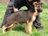 Rako von Petworld
