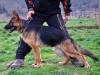 Reina von Petworld