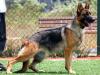 Caprice von Petworld