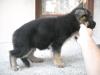 Sirio von Marbo Wolf