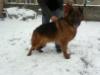 yimmy von petworld