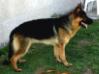 Dux Von Negus Neguest
