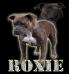 CH'PR' A-Teams Roxie Rockin-Hollywood