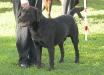 Big Thunders Angus of Tucker Brook