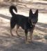 Bucky von RuffGSD