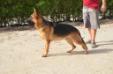 Igor Kuwait k9-team
