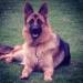 Ivy Kuwait k9-team