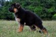 Atka von Bihoratz