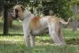 Bandit King Bulldog