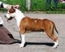 INT. CH, GR CH, CH Asti Dog House Challenger Chance