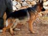 Lucy vom Jordan German Shepherds
