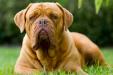 AUSTRALIAN CHAMPION Beastrus Bronte
