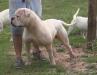 Opala Johnson Mountain Bulldog