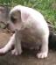 Billy Mountain Bulldog