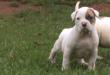 Taurus Mountain Bulldog