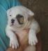 Chico Mountain Bulldog