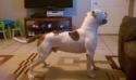 Alexis' Bulldogs Hercules