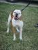 Alexis' Bulldogs Duke