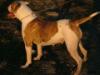 Alexis' Bulldogs Rhea