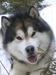 Am./Cdn. Ch. Bearhug’s Artic Bob-Cat