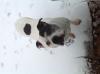  New World American Bulldog Zela