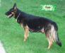 Creekwell's Nika Rin T Of Black Magic