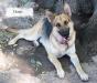 Creekwell's Dusti Image Of Skyler