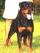 Hilton's Raging Rottweiler