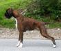 CH Laurin's Boxer Alim