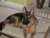 Harley Xander Von Haus Wisenbaker