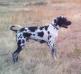  Sir Canis Major III