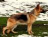 Tigra von Goppy I