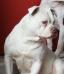 1stPickBullies White Russian of EBK