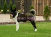  One Black Boy Amart Akita