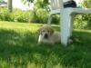 Eldoro's Kaylee Maple