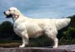 SH CH, BOB CRUFTS Linirgor Mactavish