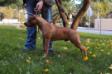 H'Rude Boy From Urcos Not Dead <span style="color: darkblue">ATAXIA-CLEAR</span>
