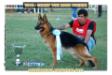 VA7 ARG 2016 Champ von Haus Voerde