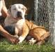 Kane of Joe's American Bulldogs