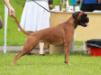Ability Endora Ebony