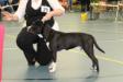 From Gladiatordogs Black Hawk
