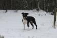 From Gladiatordogs Black Edition