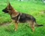 MANALO K9's LORI 2