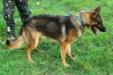 MANALO K9's BLACKIE