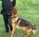 MANALO K9's TABA