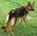 MANALO K9's DYNA